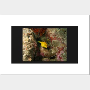 Yellow Boxfish Posters and Art